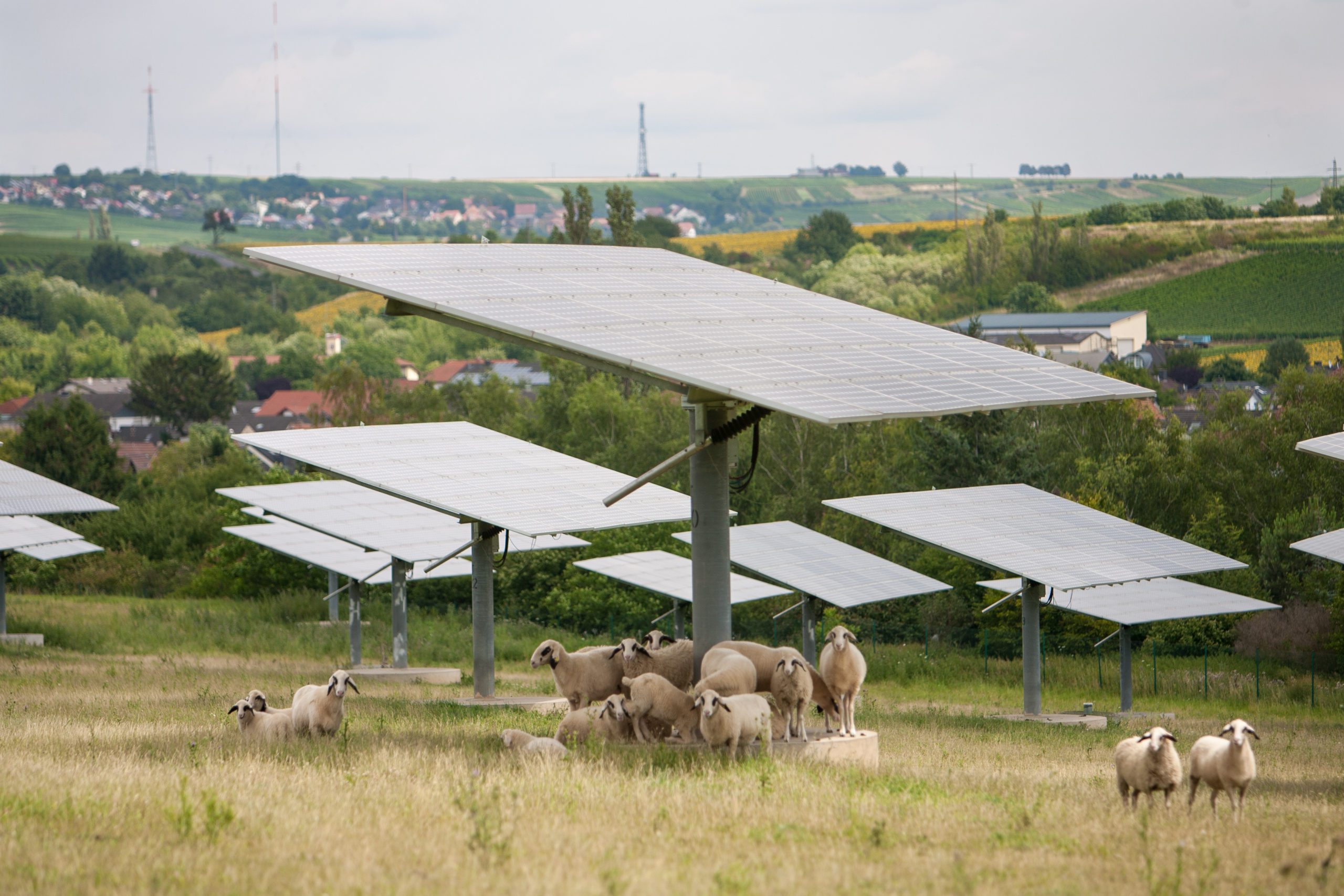 Image of sheep under solar panels linking benefits to sheep of clearing undergrowth and benefitting from shade